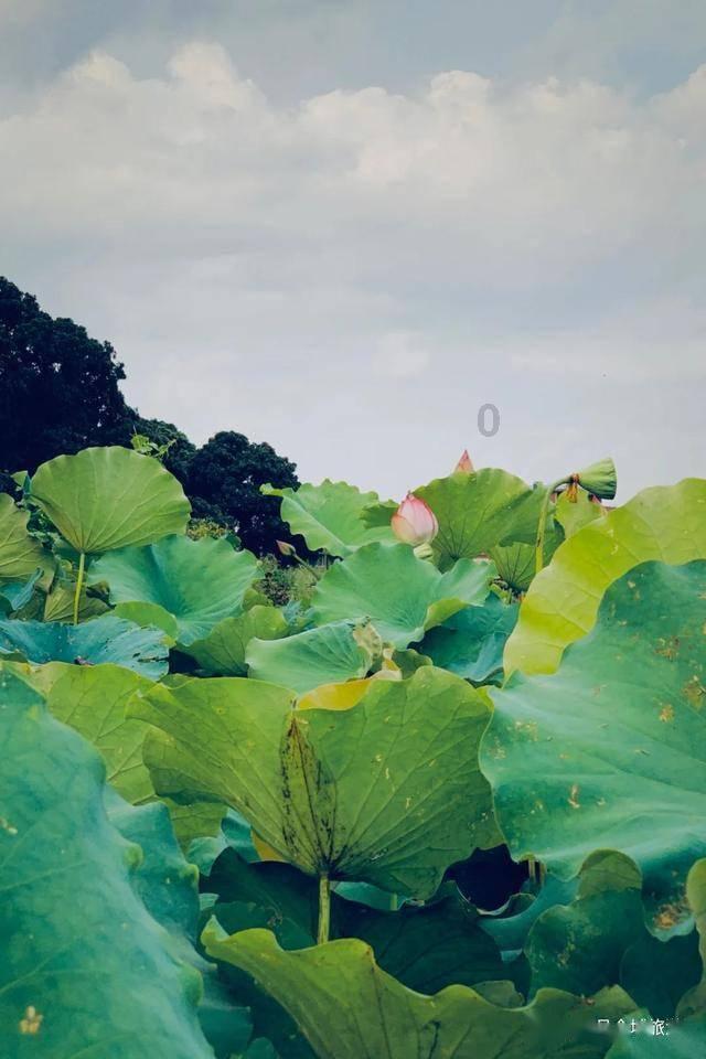 春雨直播app